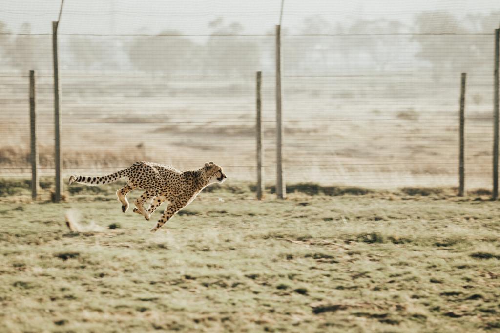 A cheetah sprinting.